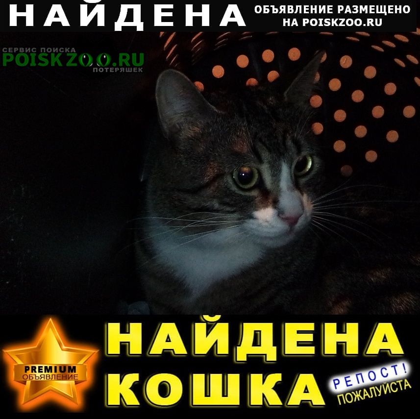 Найден котик в ноябре Санкт-Петербург
