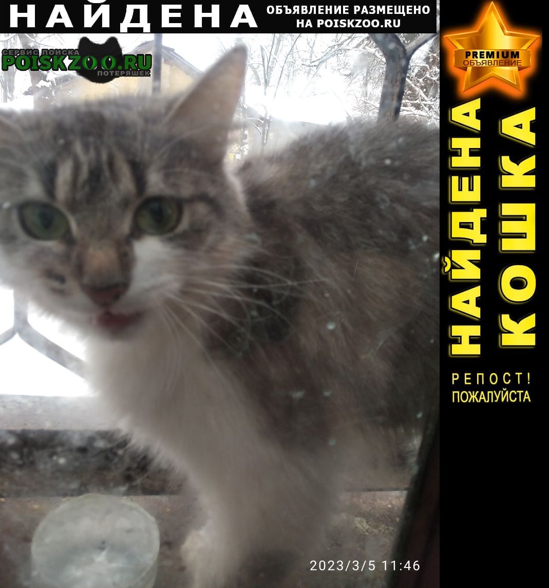 Найдена кошка в районе ул. бекетова, дома 5 Нижний Новгород