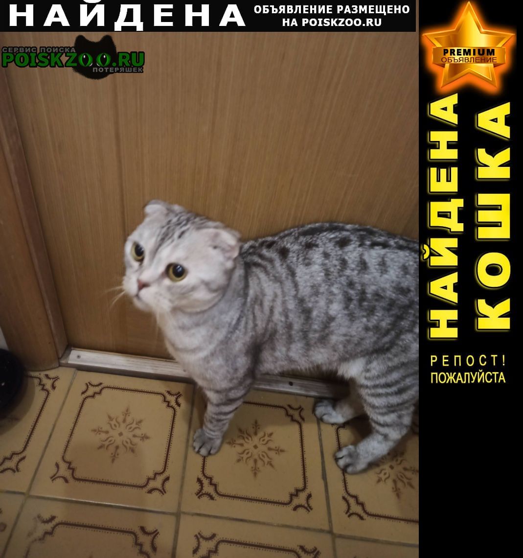 Нижний Новгород Найден кот в московском районе