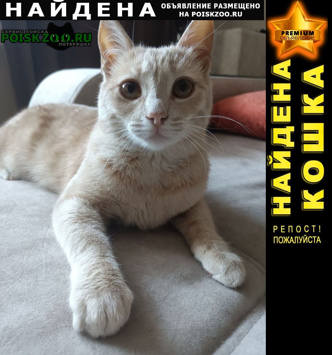 Найден кот 24. 04 район 204 квартал Ставрополь