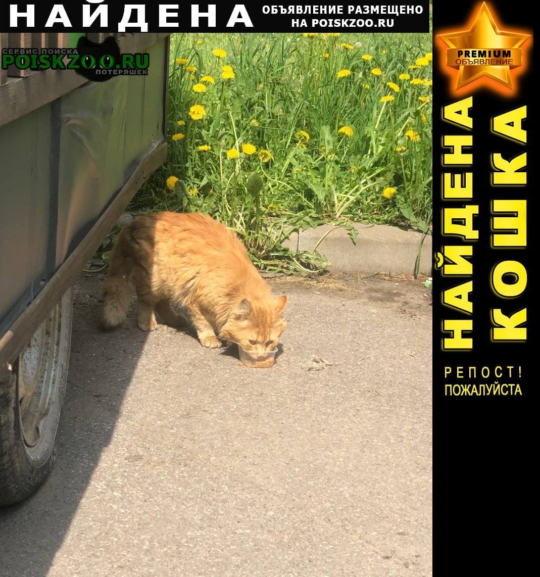 Санкт-Петербург Найден кот рыжий кот