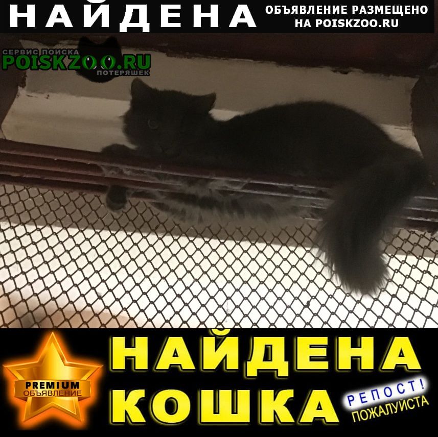 Москва Найдена кошка/кот темно серая пушистая