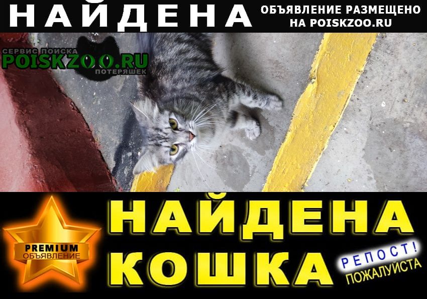 Найдена кошка судостроительная Москва