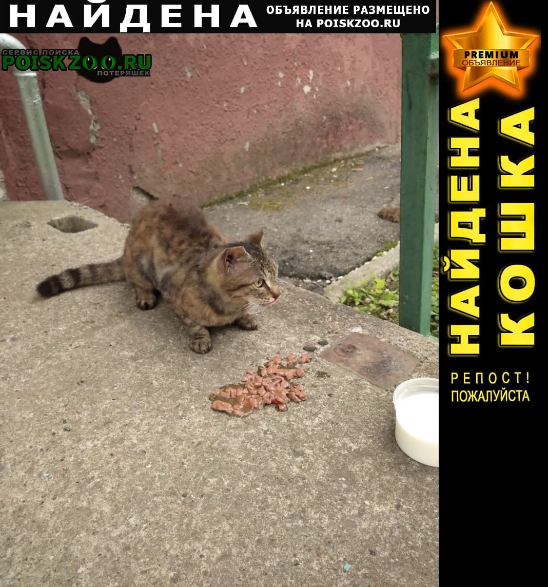 Хабаровск Найдена кошка