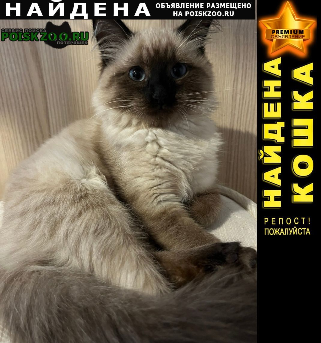 Найдена кошка сиамский котенок Нижний Новгород