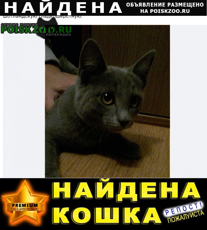 Найдена кошка красивая Ангарск