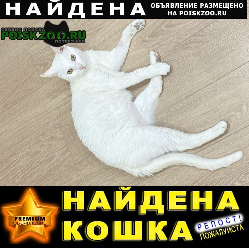 Найден кот белый кастрированный Сочи