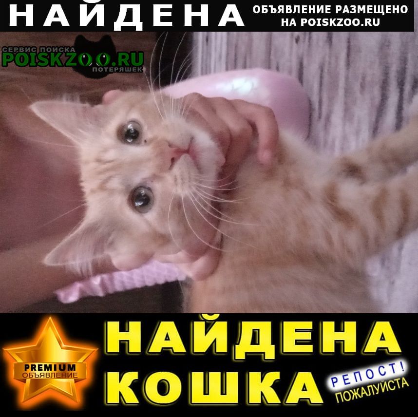 Найден кот Томск