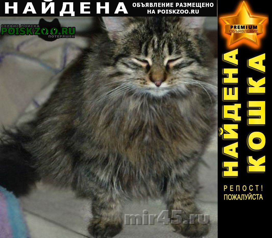 Найден кот сибирский кот, серый, длиношер Курган
