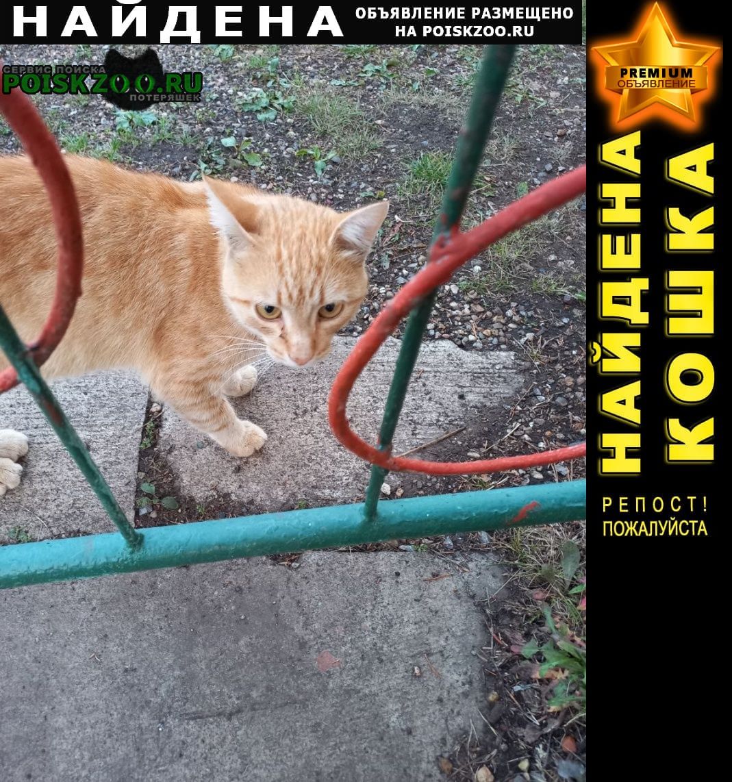 Найден кот рыжий молодой красавец Уфа