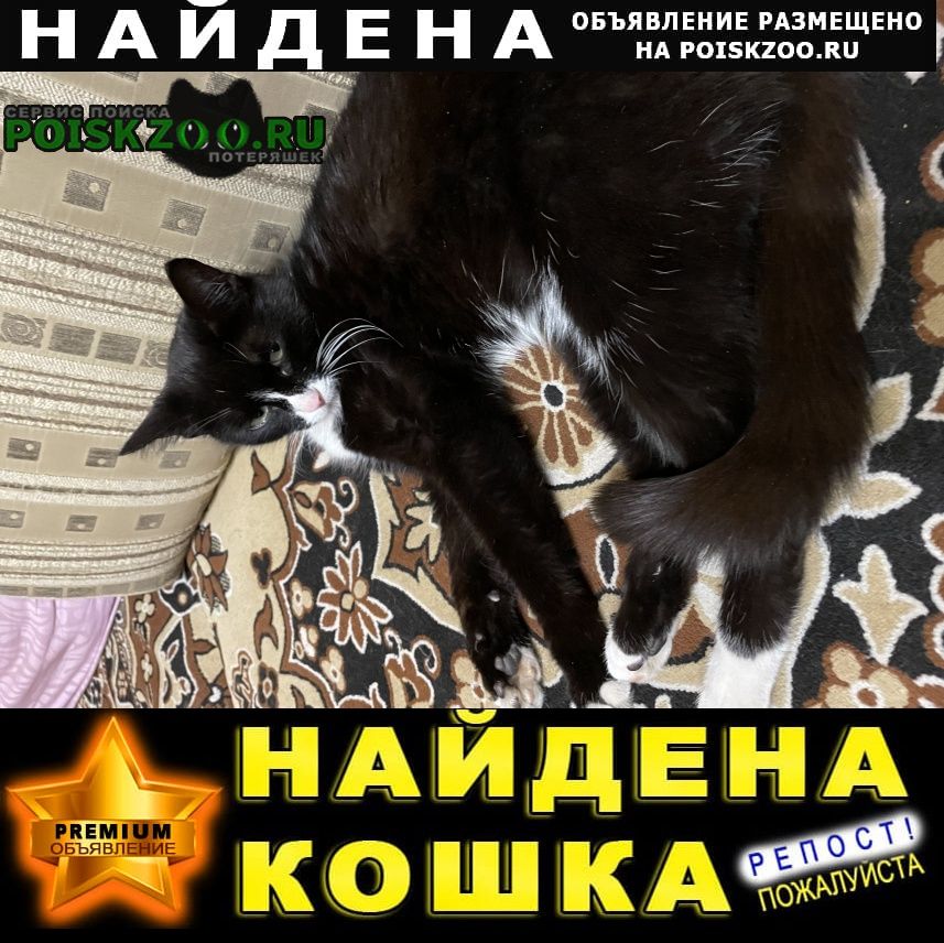 Найдена кошка на территории ивату Иркутск
