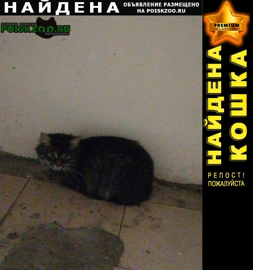Найдена кошка кошечка в подъезде Москва
