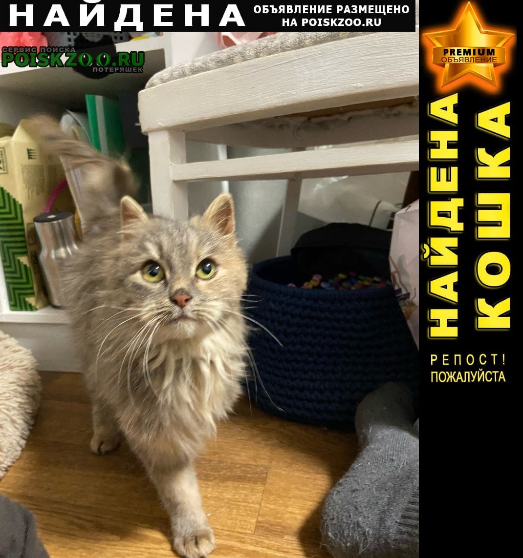 Найдена кошка район ваи ул. туполева Воронеж