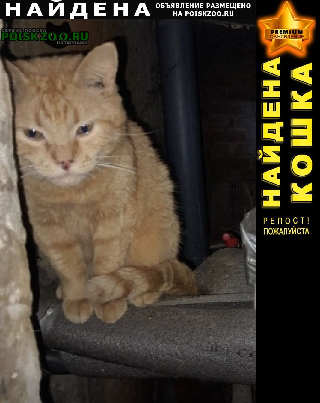 Найден кот рыжий кот Орехово-Зуево