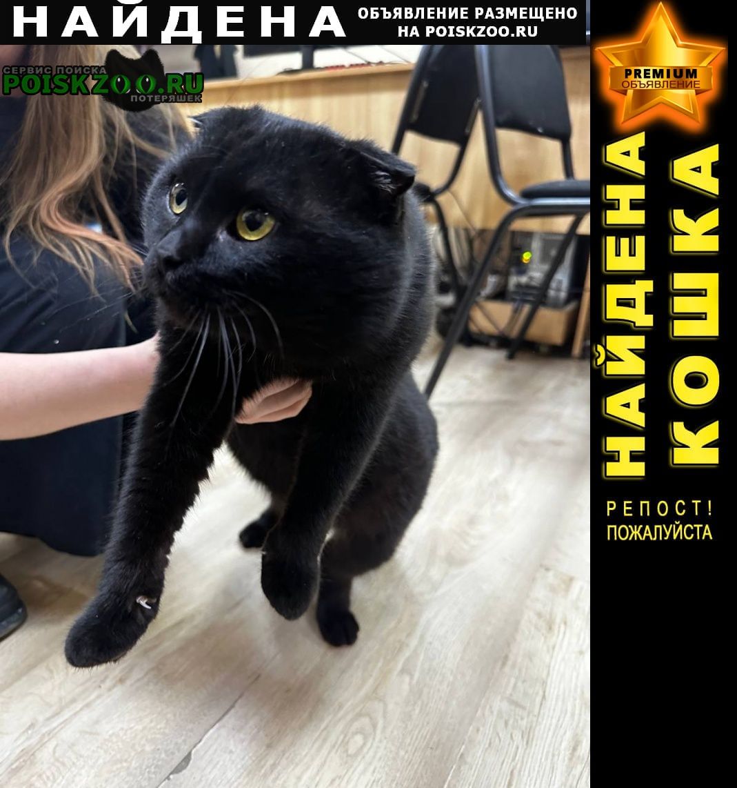 Найден кот чёрный вислоухий кот Симферополь
