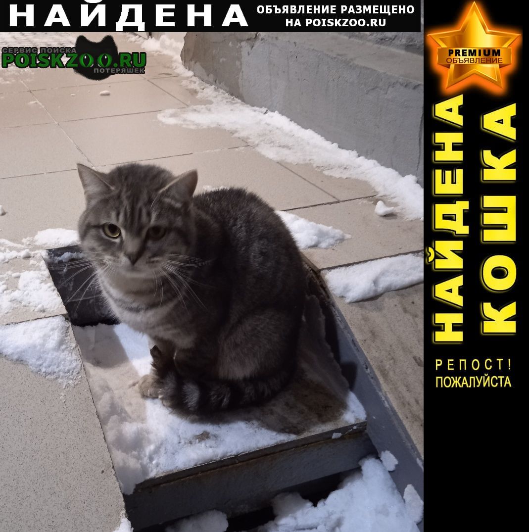 Найден котик Казань