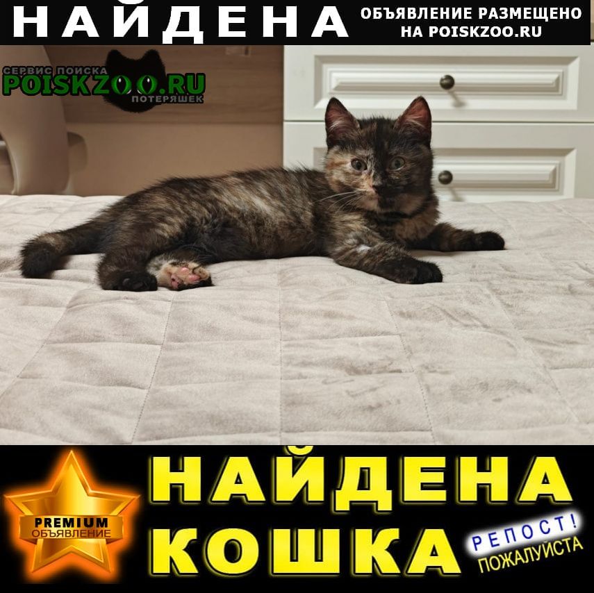 ���� ������� �����