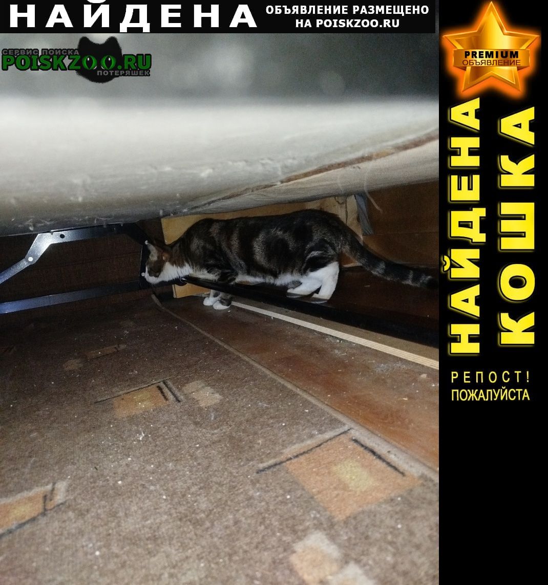 ���� ������� �����