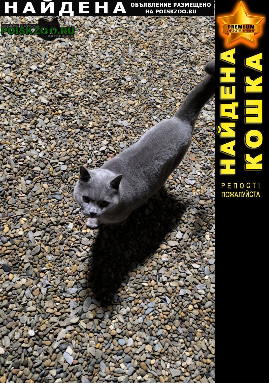 ���� ������ ���