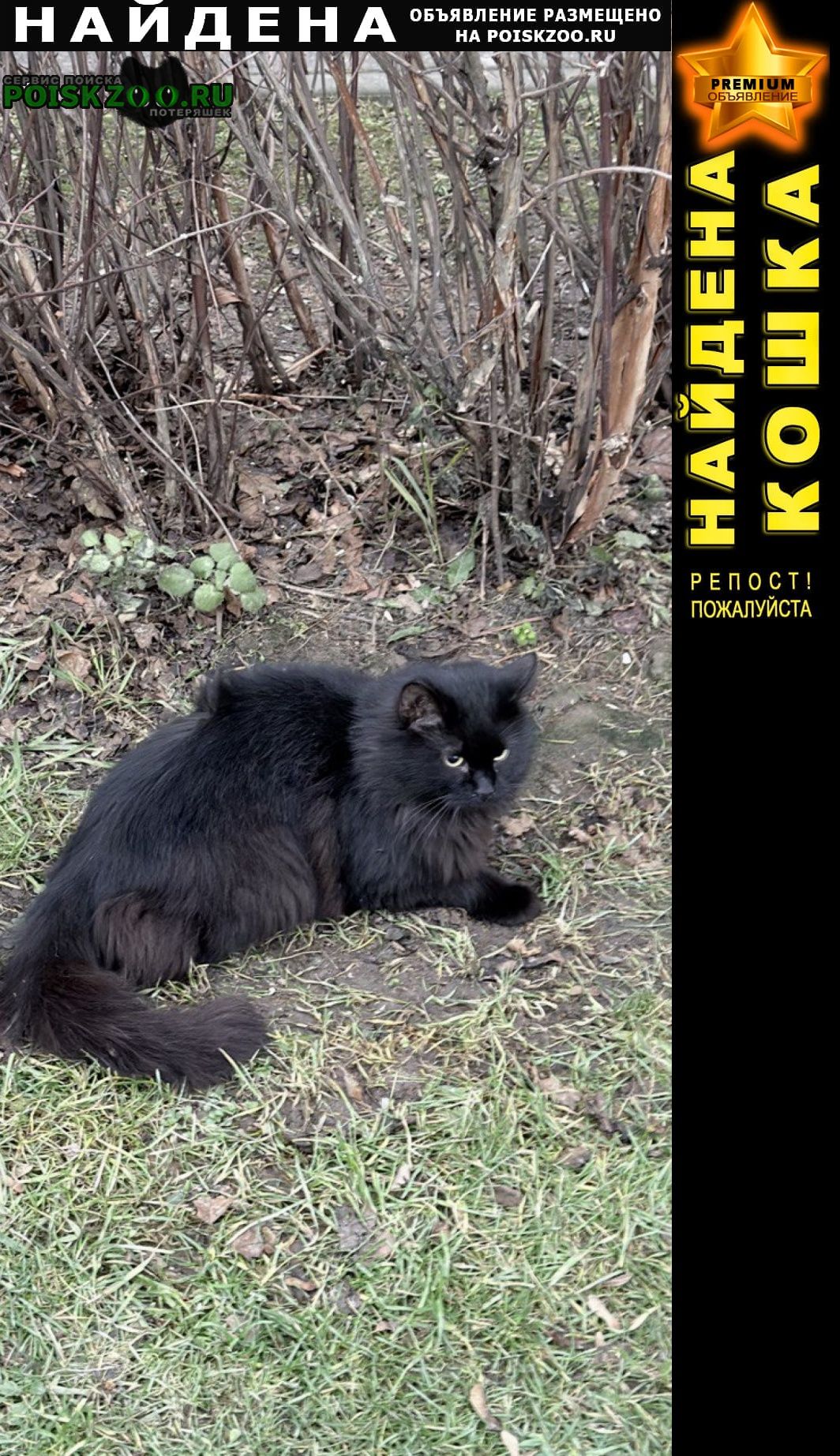 ���� ������� �����