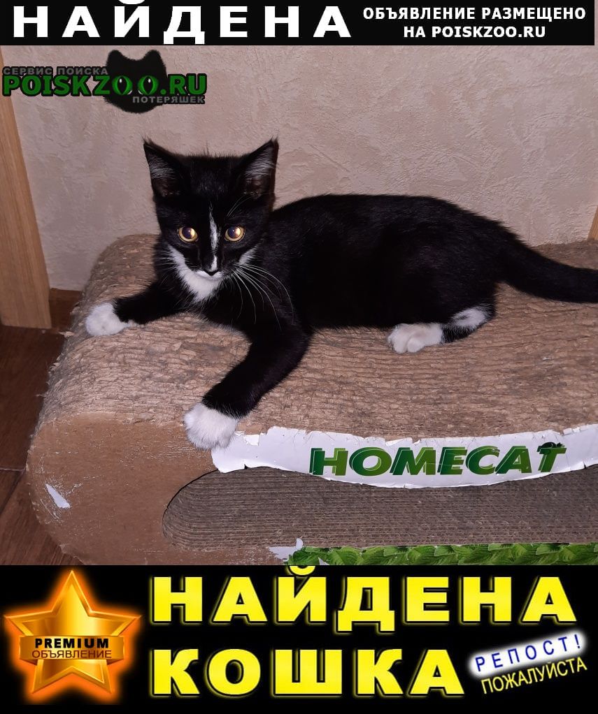 Найдена кошка котенок, 3-4месяца Санкт-Петербург