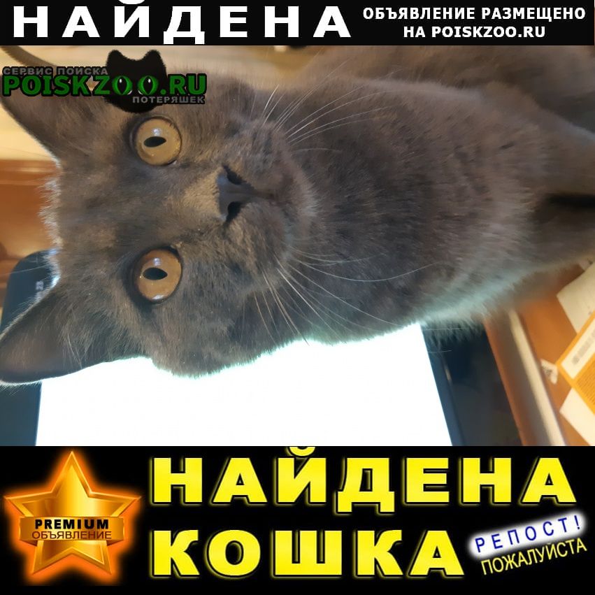 Найдена кошка район щапово, дер. песье, Москва