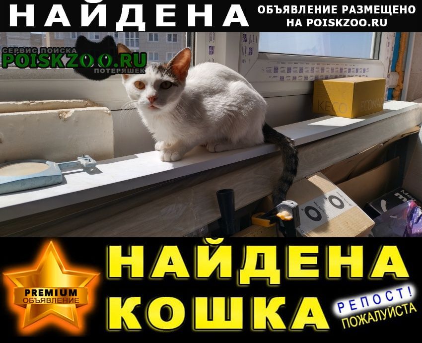 Найдена кошка молодая кошечка Звенигород