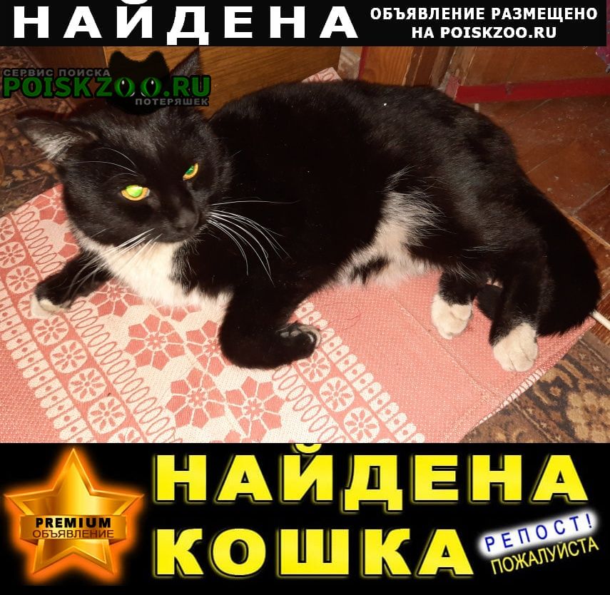 Найден кот Орехово-Зуево