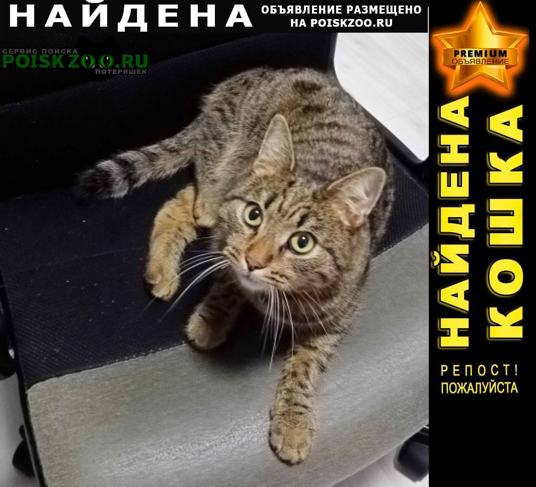 Найдена кошка камышевый окрас Екатеринбург