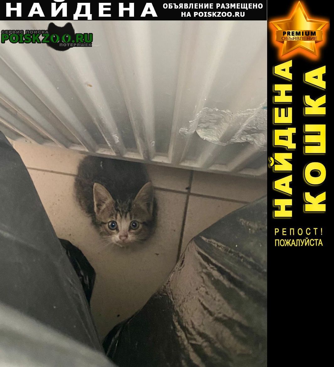 Санкт-Петербург Найдена кошка котёнок