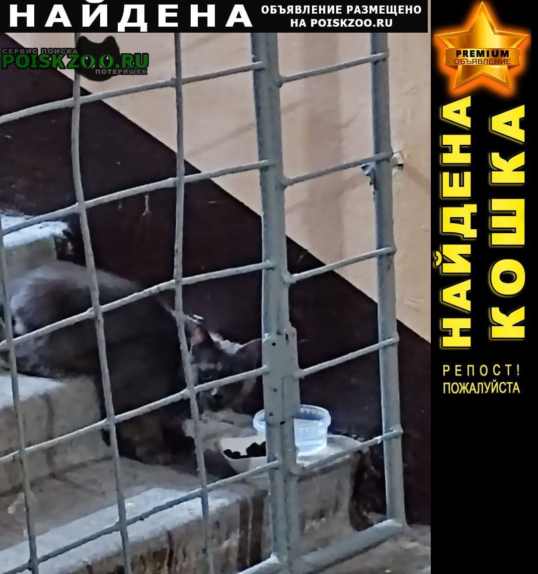 Найдена кошка московский район Санкт-Петербург