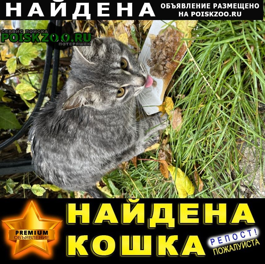 ���� ������� �����