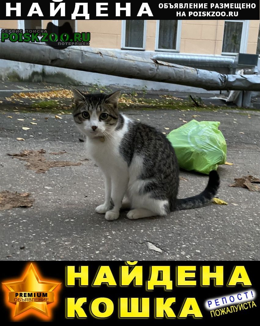 Найден кот нижегородский район Нижний Новгород