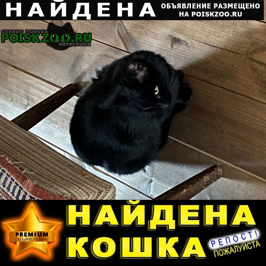 Найдена кошка чёрная кошечка Львовский