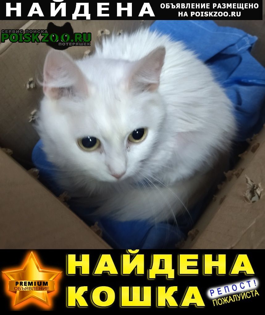 Найдена кошка слепая кошечка Орехово-Зуево