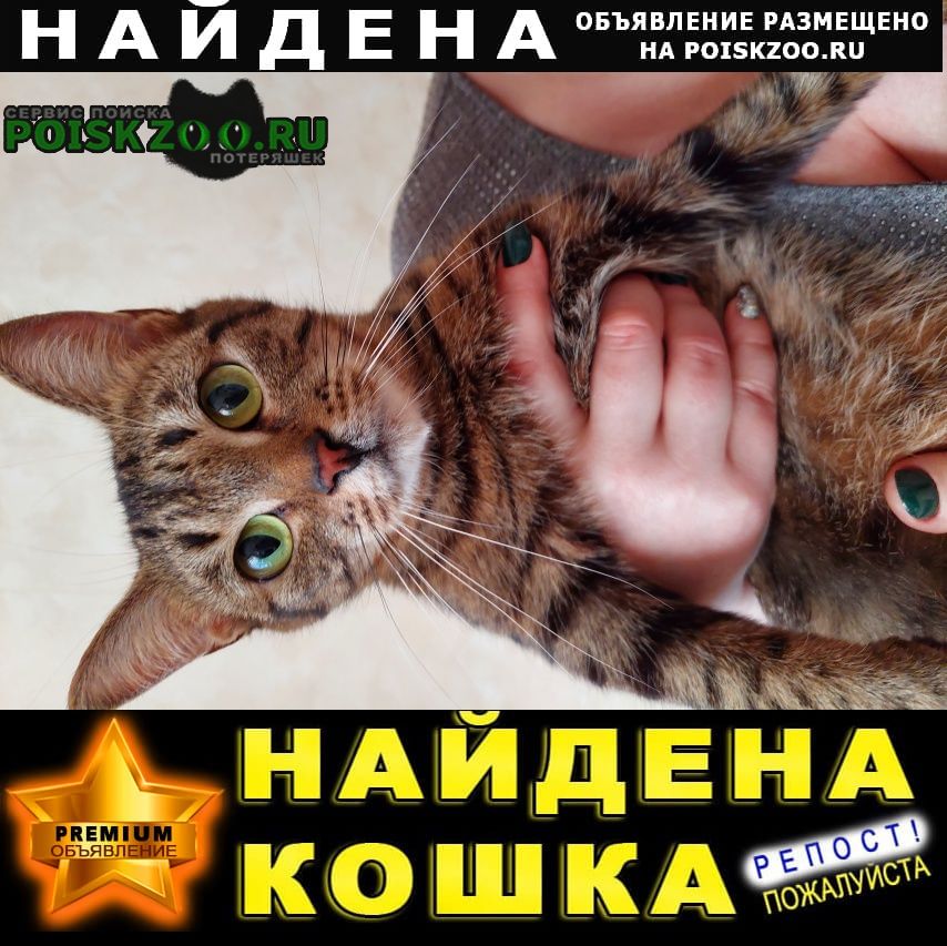 Найдена кошка московский р-н, новоизмайловский пр. Санкт-Петербург