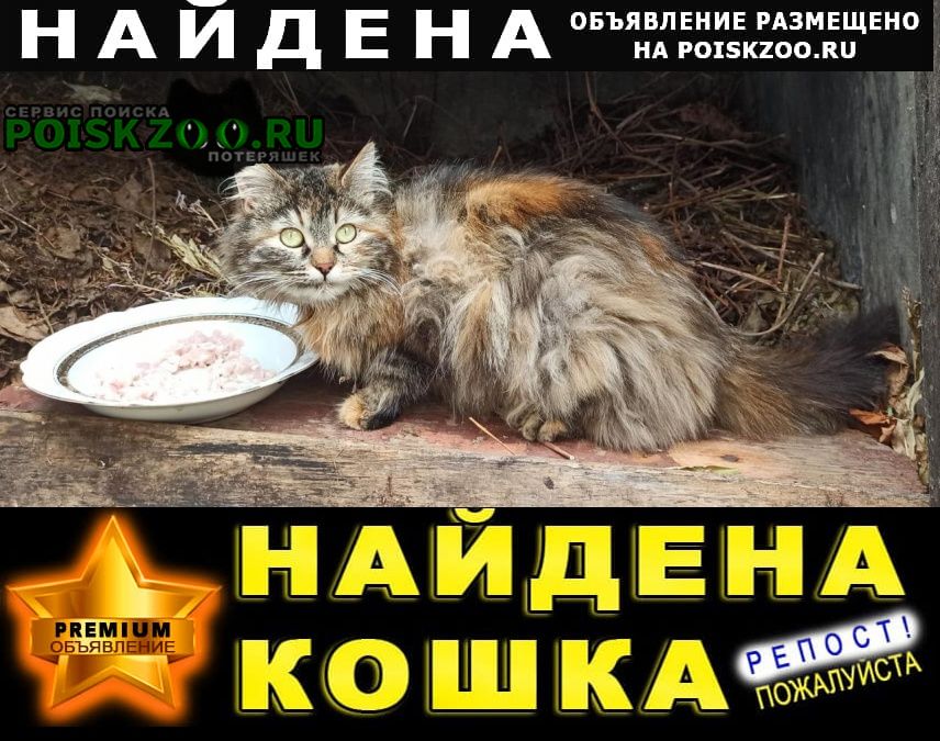 Найдена кошка ст. загорново - бронницы, поселок мирный Раменское