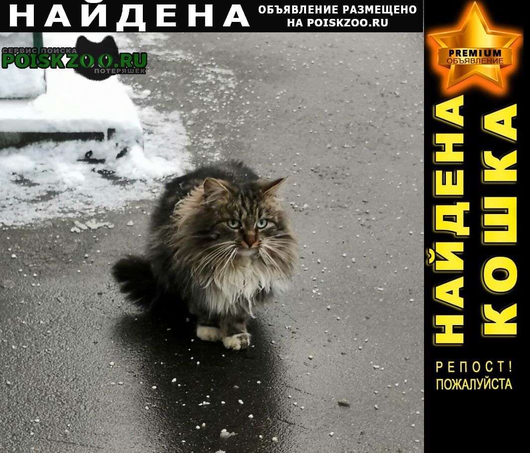 Найдена кошка орехово-борисово северное Москва