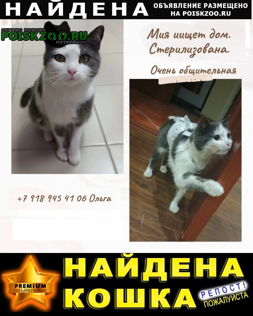 ���� ������� �����