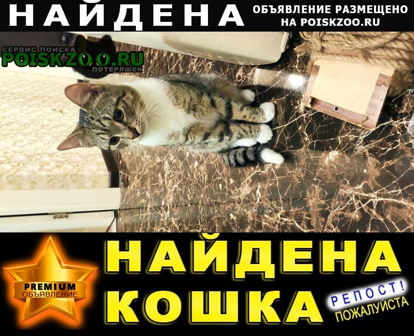 Найден котенок подросток Одинцово