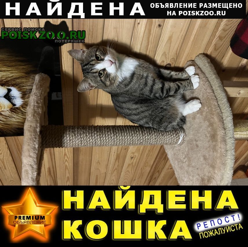 Найден кот около 3 лет Александров