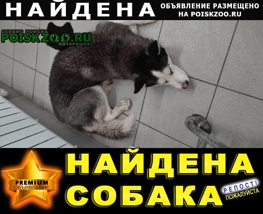 Найдена собака ищет хозяина Ростов-на-Дону