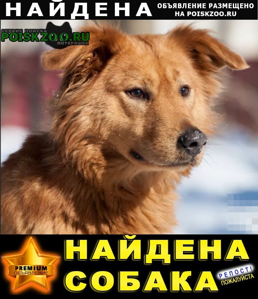 Найдена собака рыжего цвета, взрослая дворняга. Челябинск