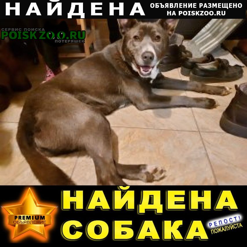 Найдена собака Раменское