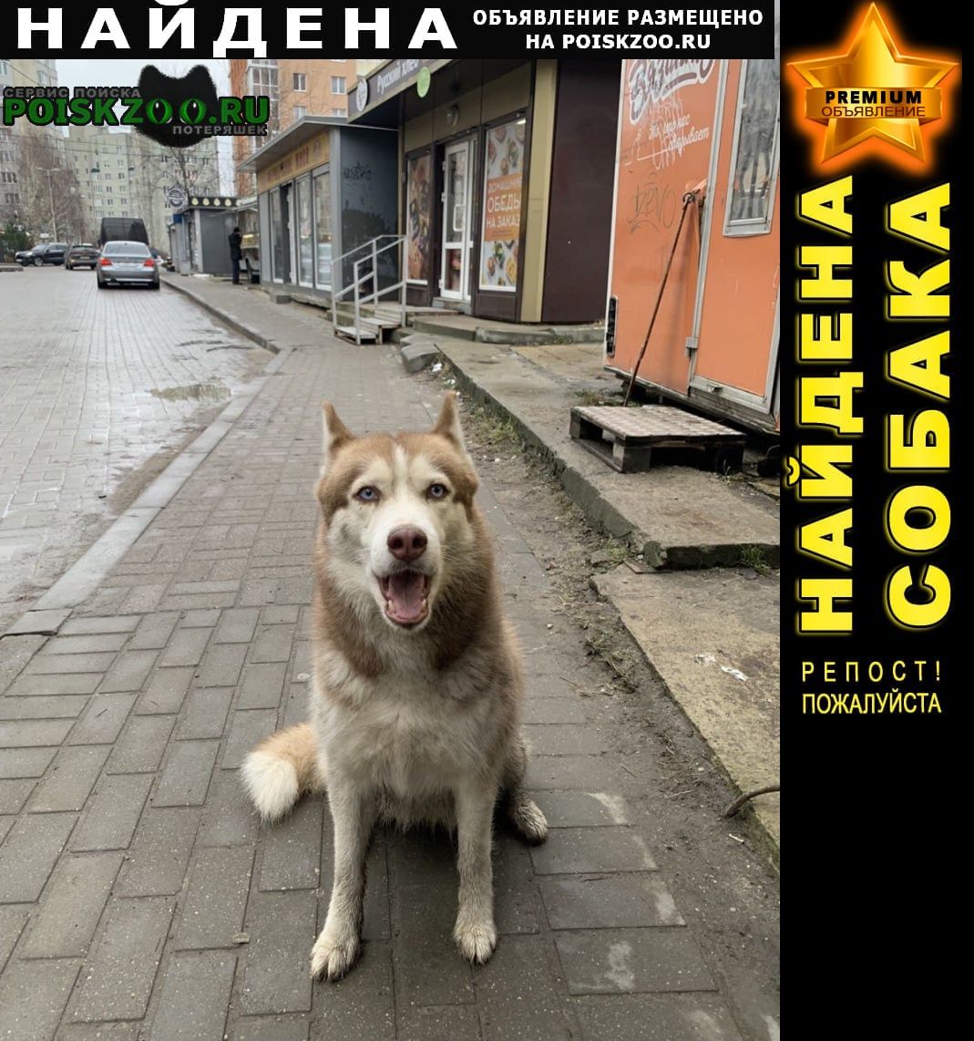Калининград (Кенигсберг) Найдена собака хаски ищет хозяина.