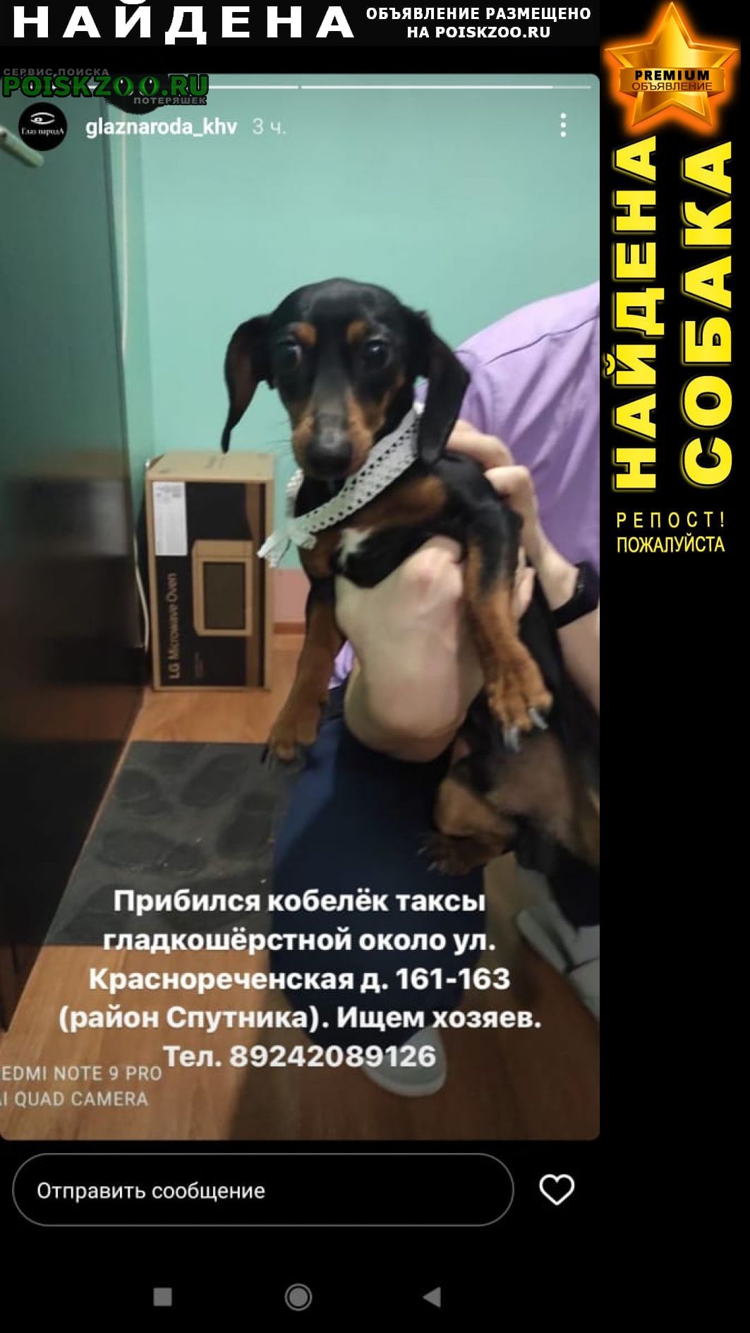 Найдена собака кобель таксы, в районе красноречен Хабаровск