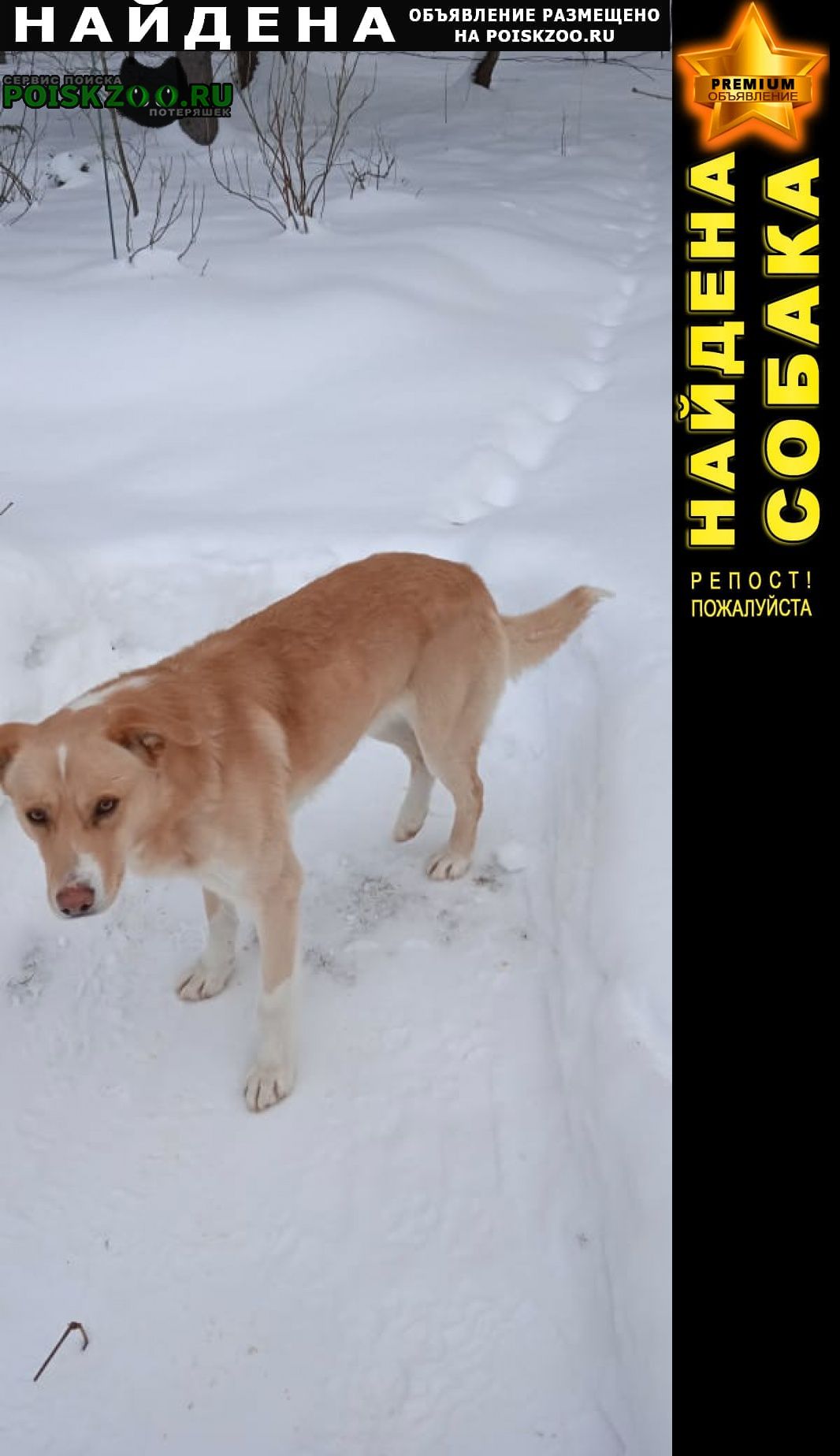 Найдена собака кобель молодой кобель Нарофоминск