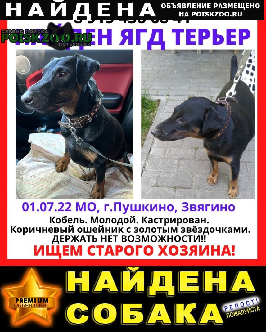 Найдена собака кобель прибился молодой ягдтерьер на прогулке Пушкино