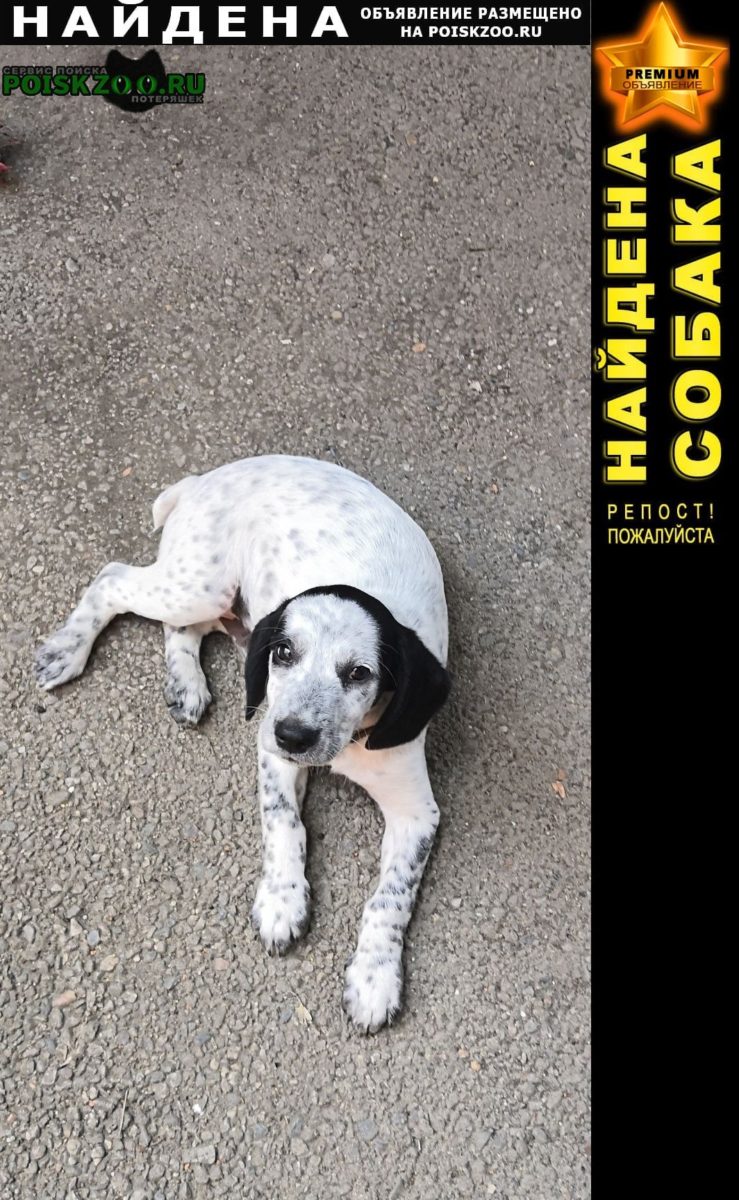 Найдена собака кобель шенок 3 месяца. Краснодар