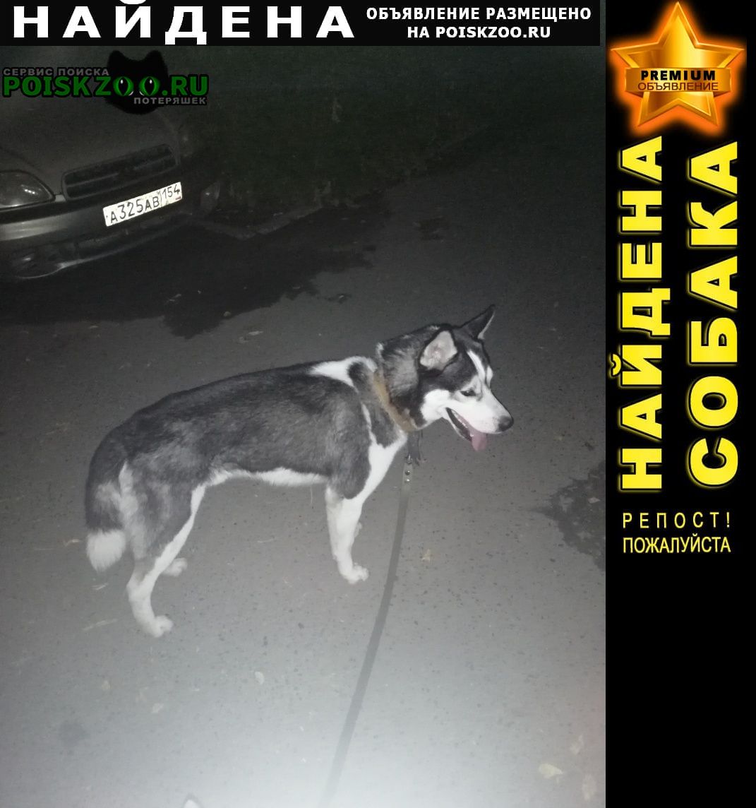 Найдена собака кобель похож на хаски Барнаул